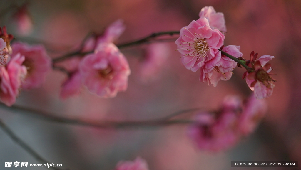 梅花