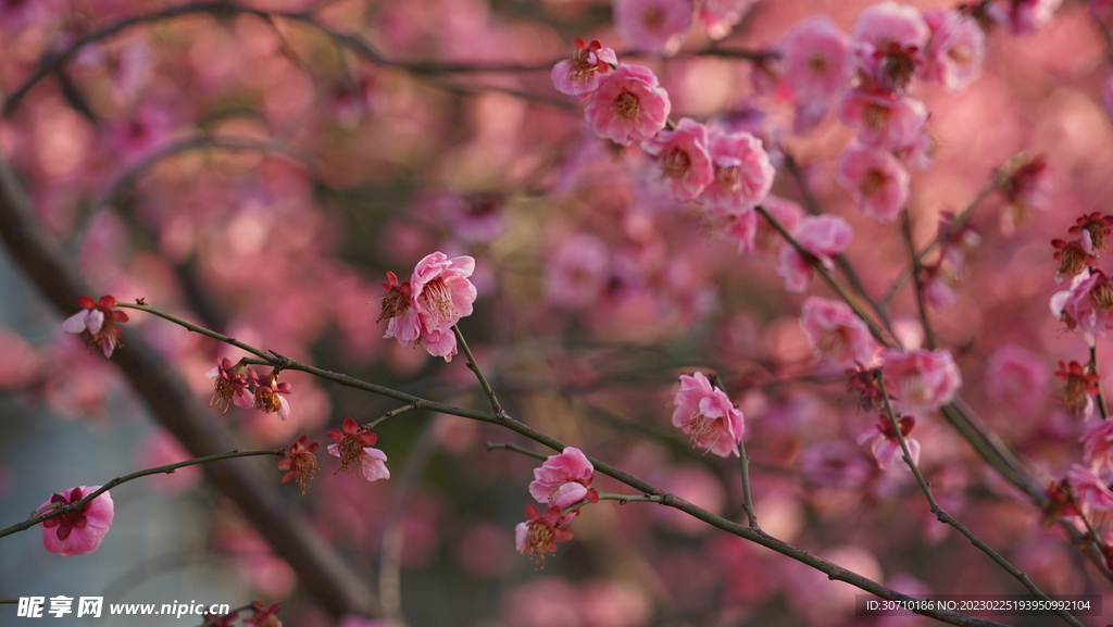 梅花林
