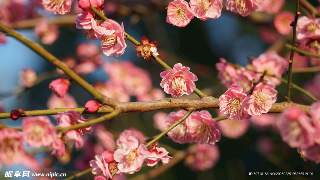 梅花