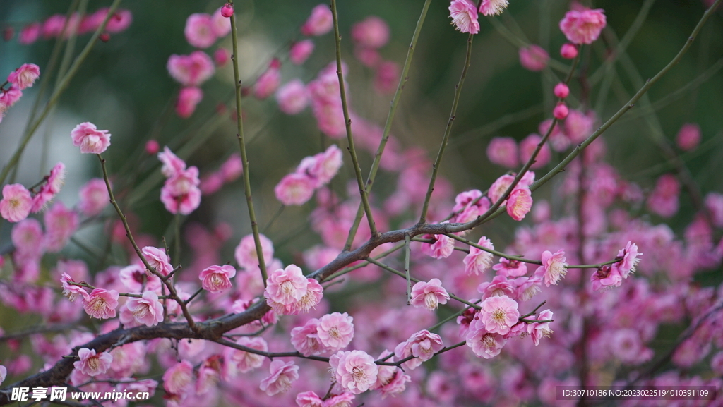 梅花