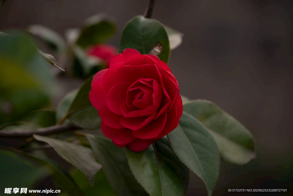 茶花