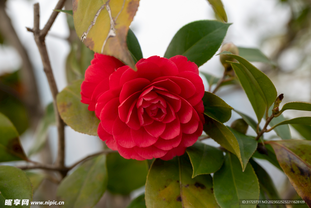 茶花 