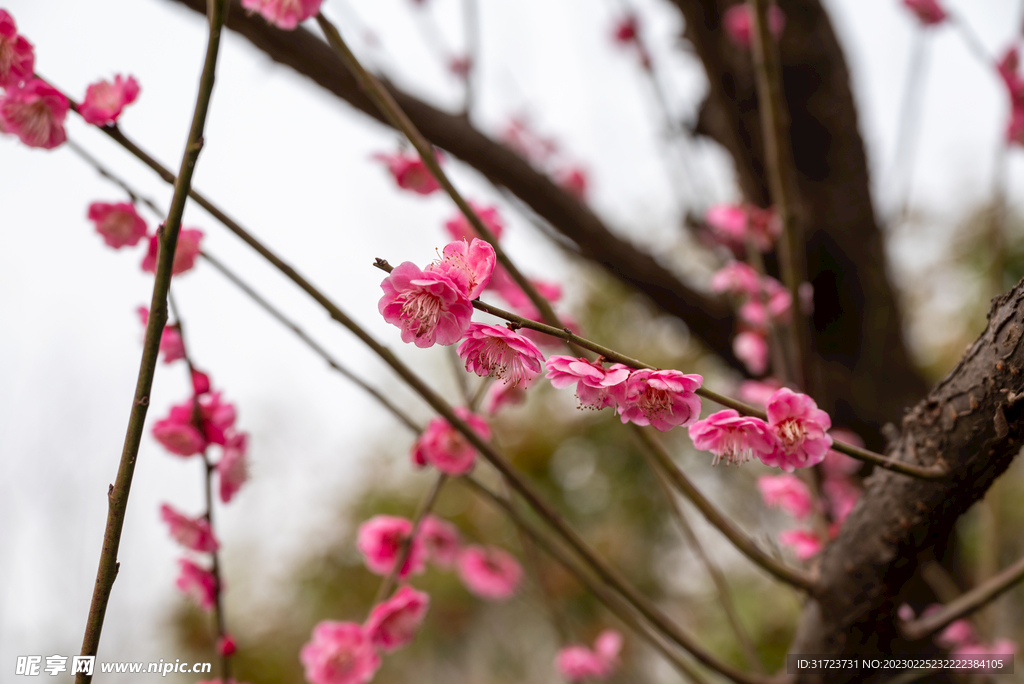 梅花