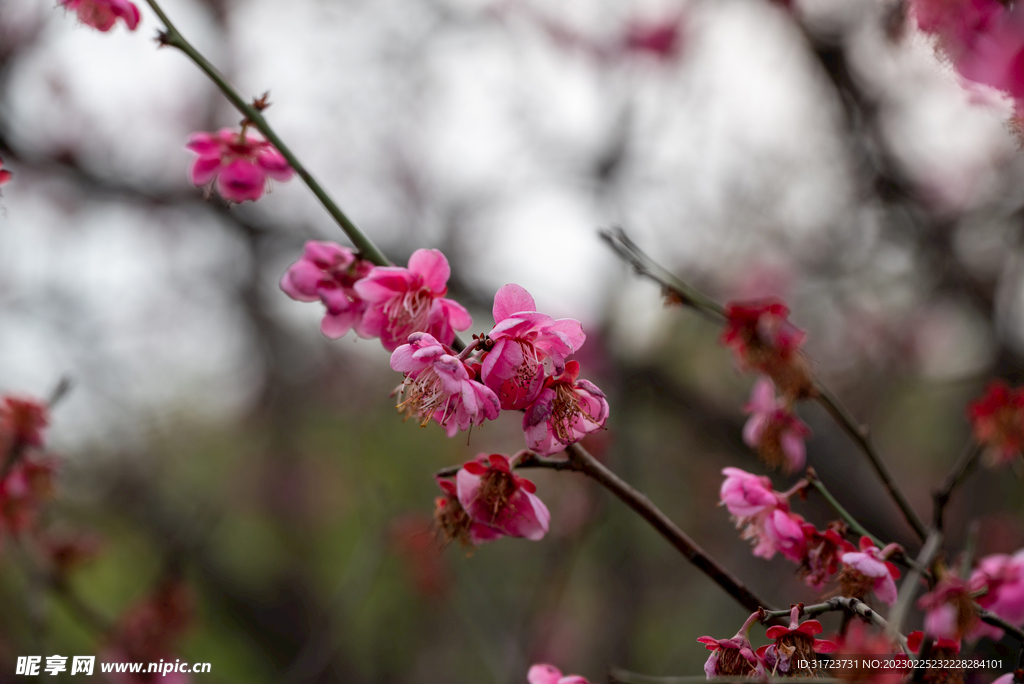 梅花