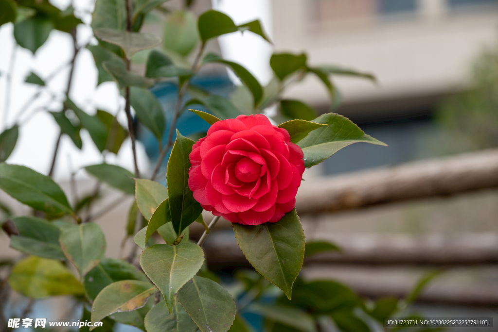 茶花 