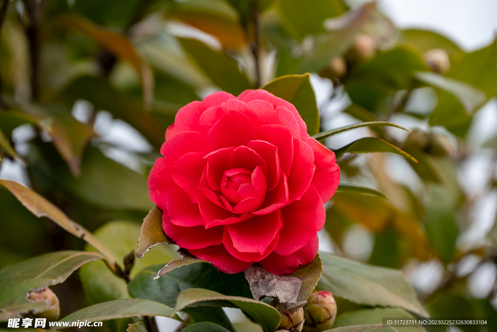 茶花 