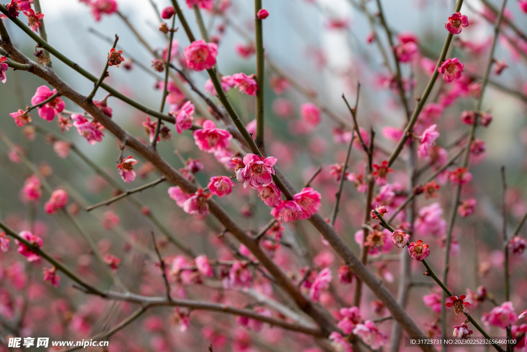 梅花 