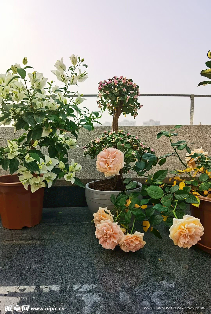 粉色月季花