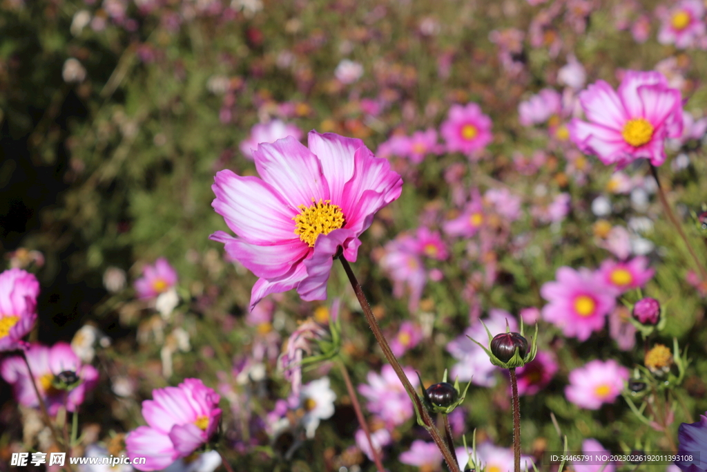 青海湖的格桑花
