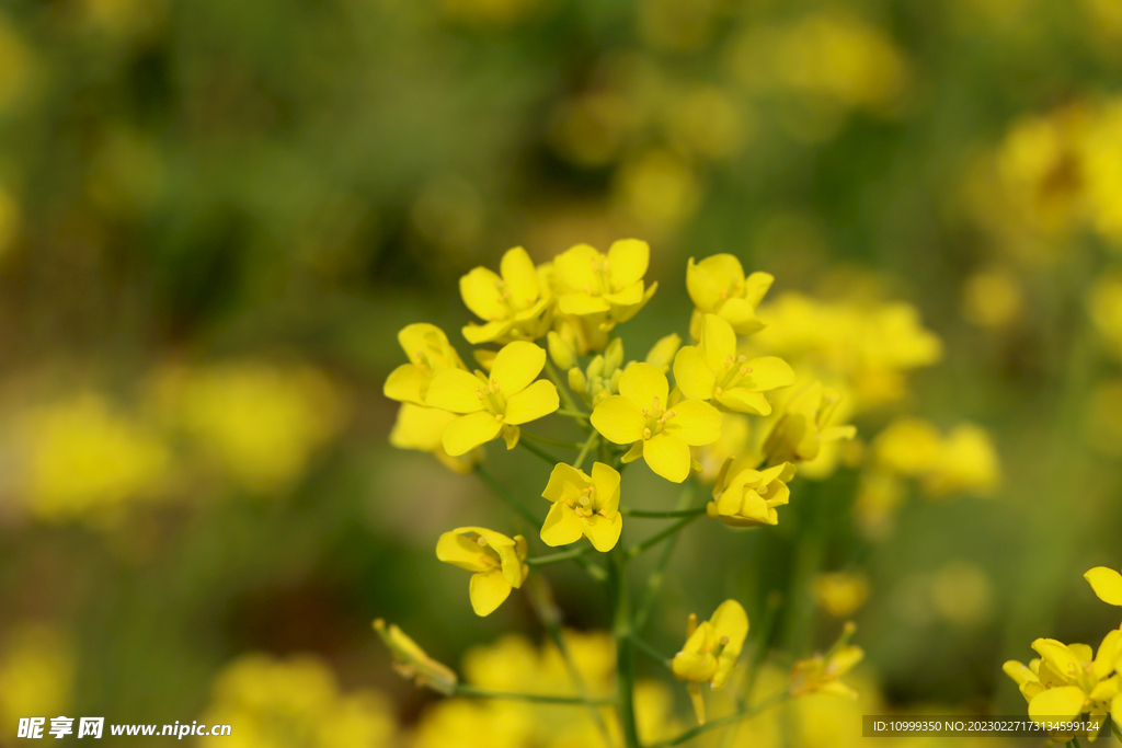 油菜花