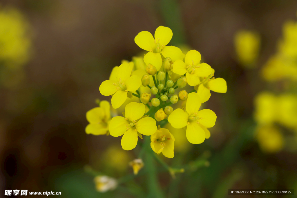 油菜花