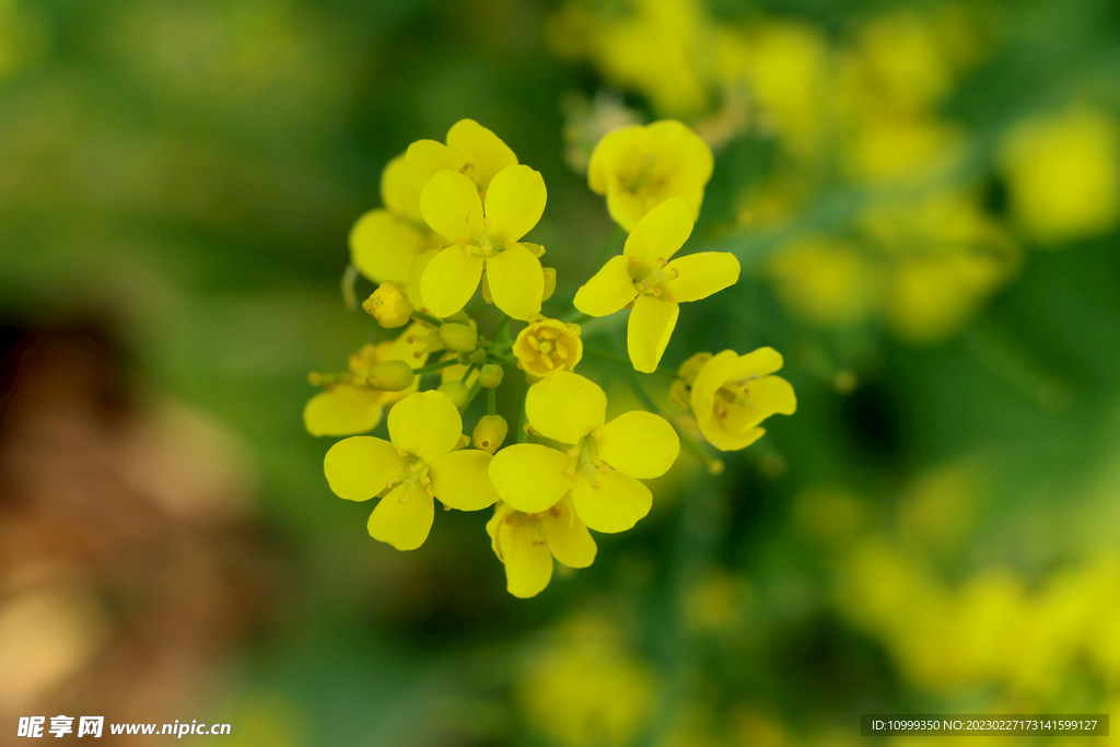 油菜花