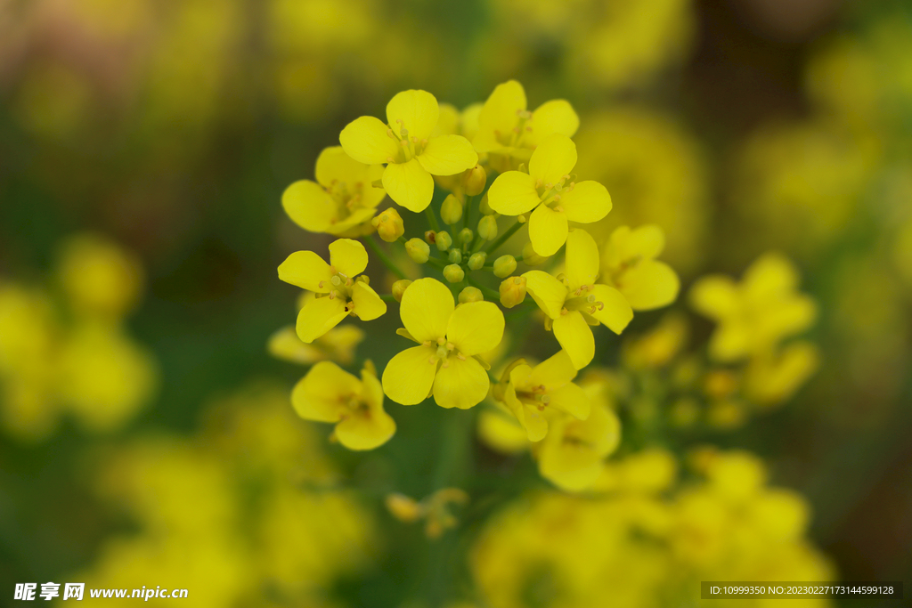 油菜花