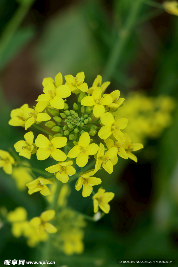 油菜花