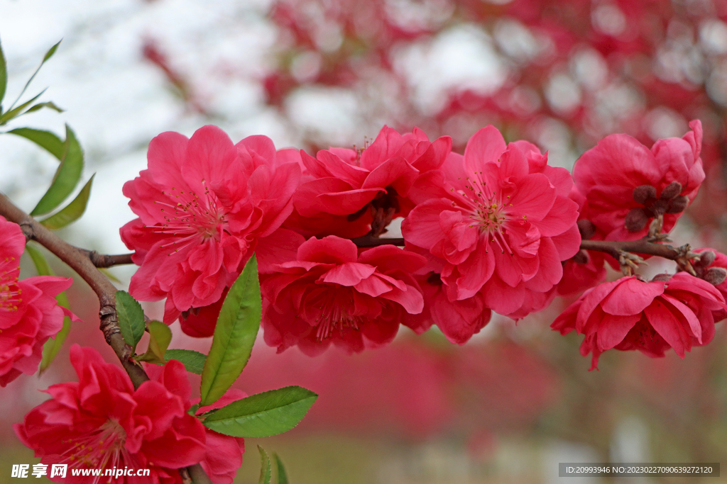 桃花