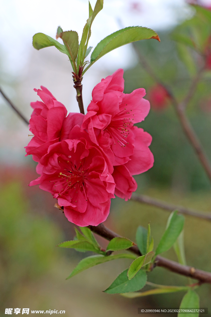 桃花