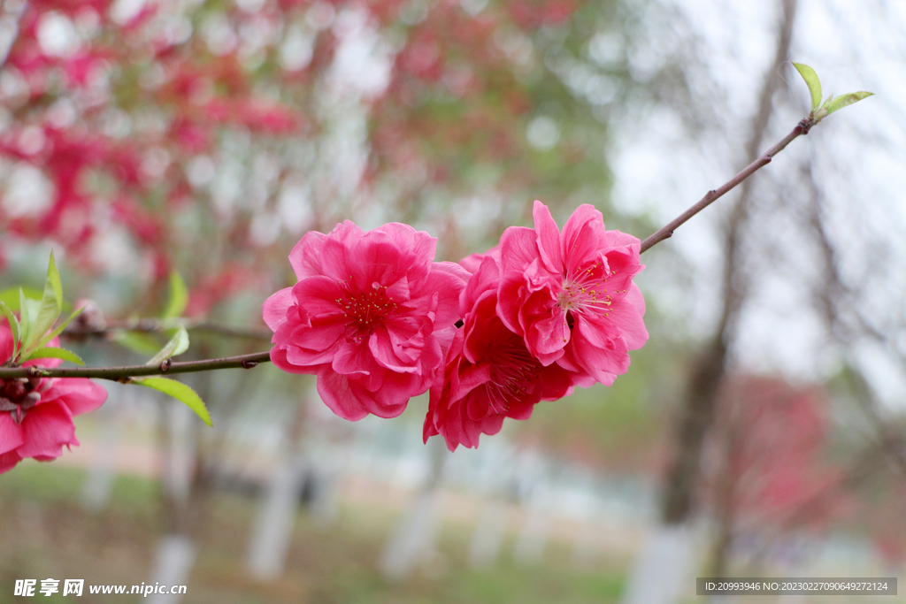 桃花