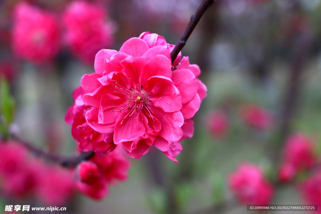 桃花
