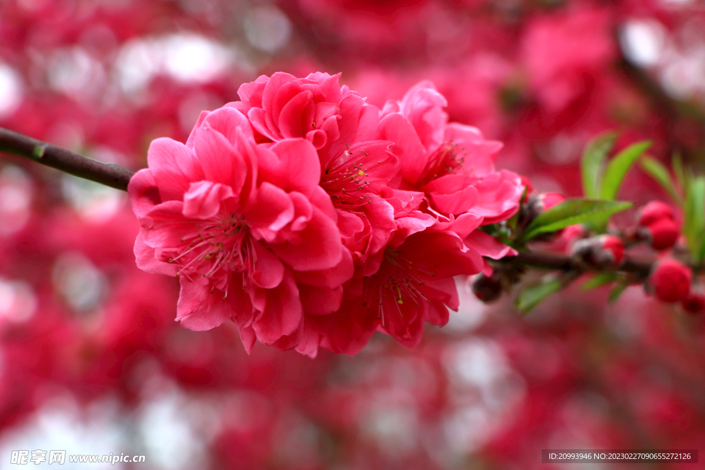 桃花