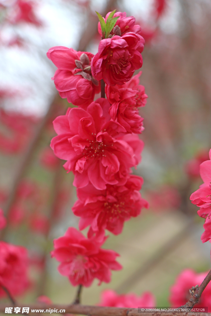 桃花