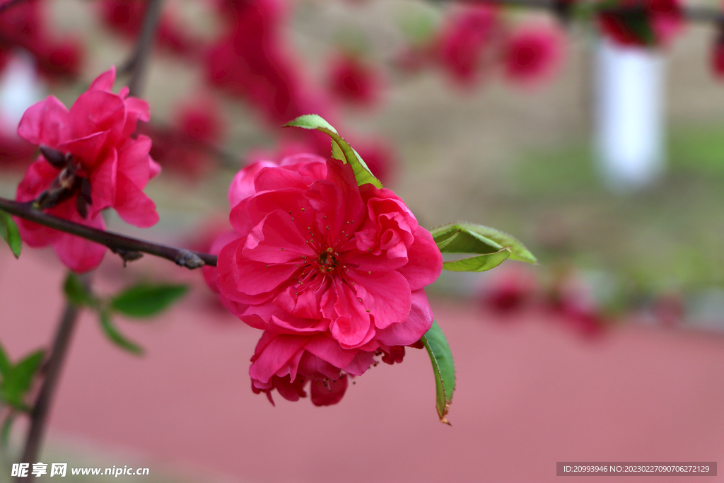 桃花