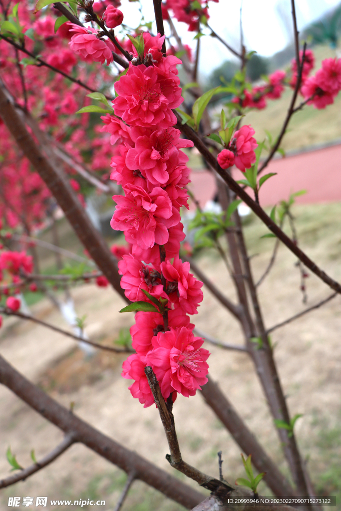 桃花