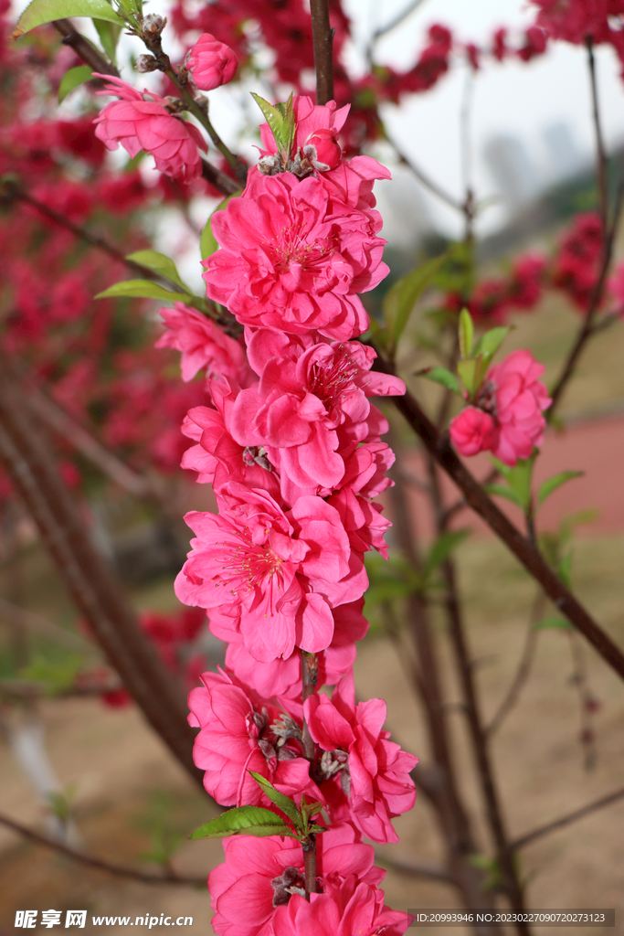 桃花