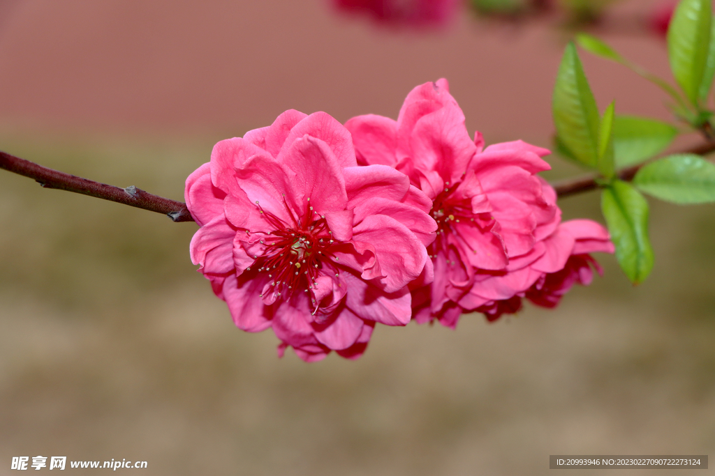 桃花