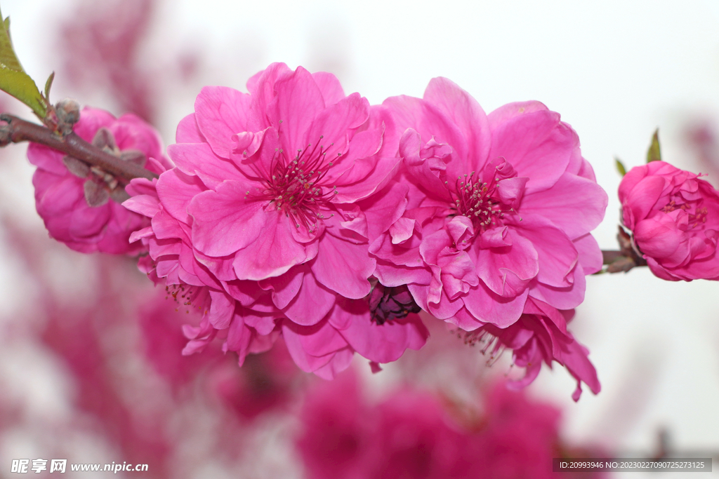 桃花