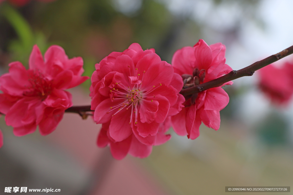 桃花