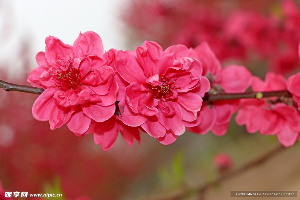 桃花