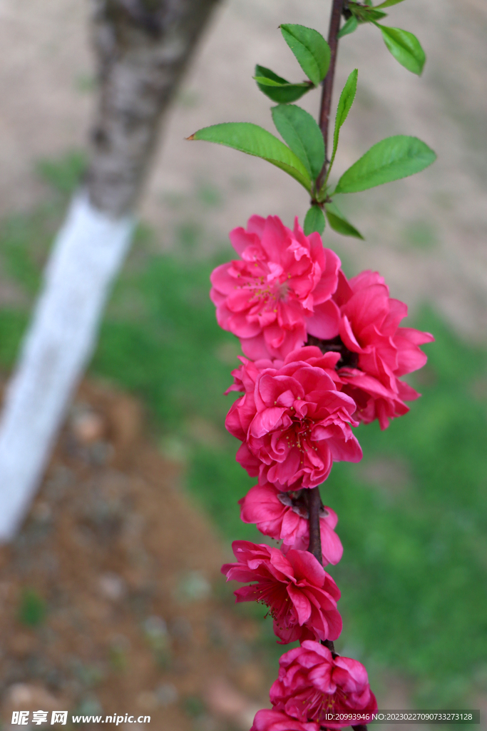 桃花