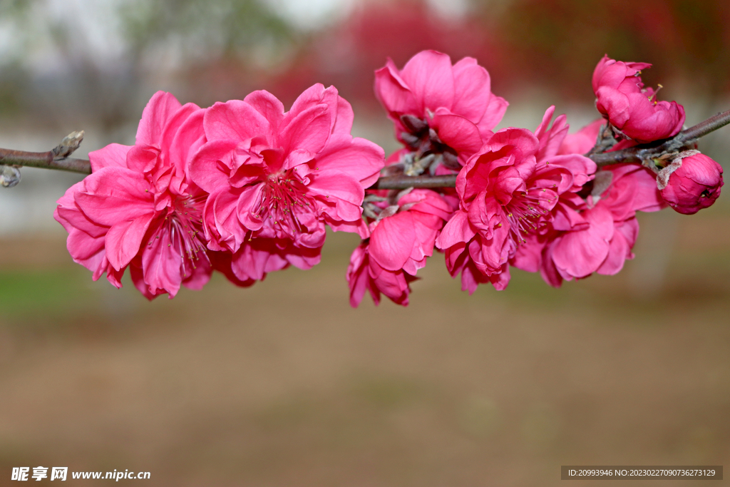 桃花