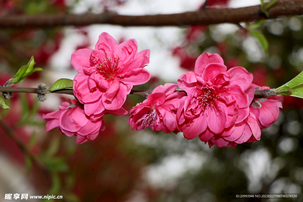桃花