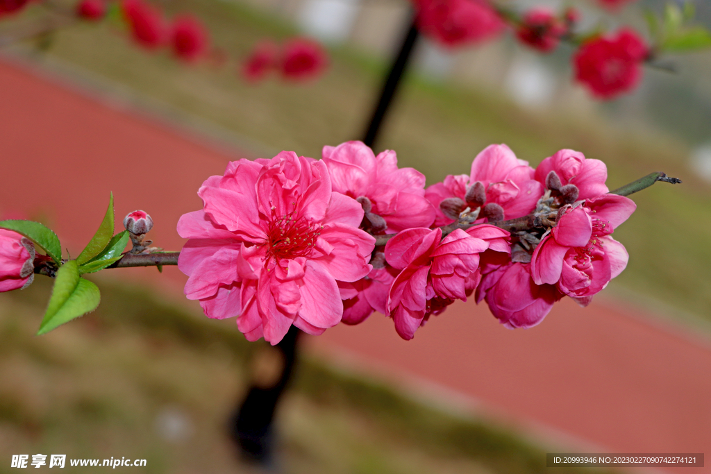 桃花