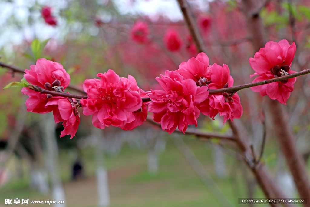 桃花 