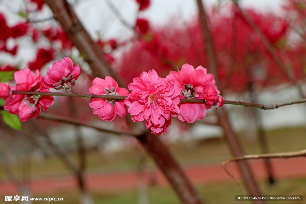 桃花