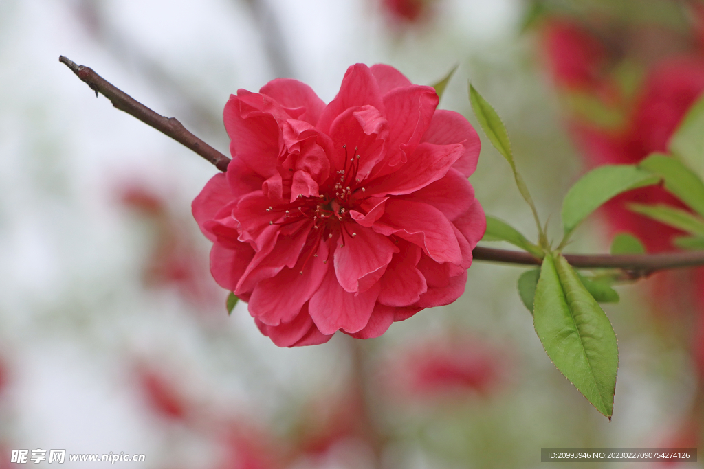 桃花