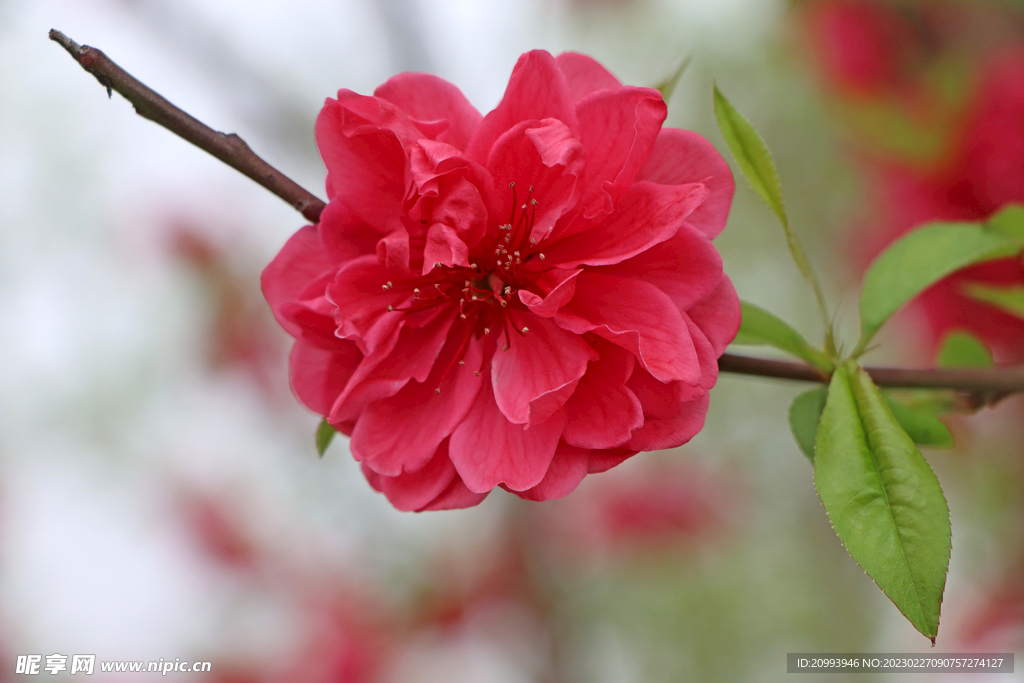 桃花