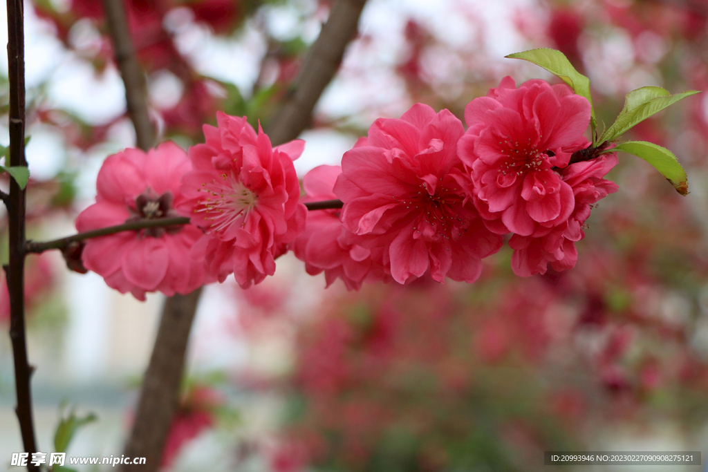 桃花
