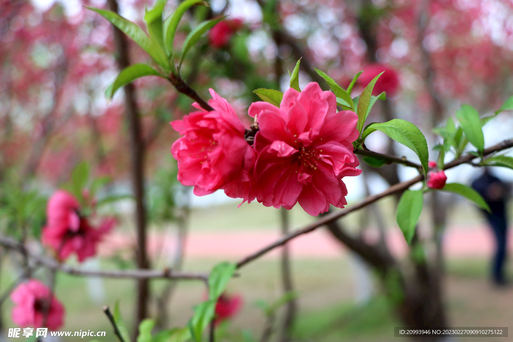桃花