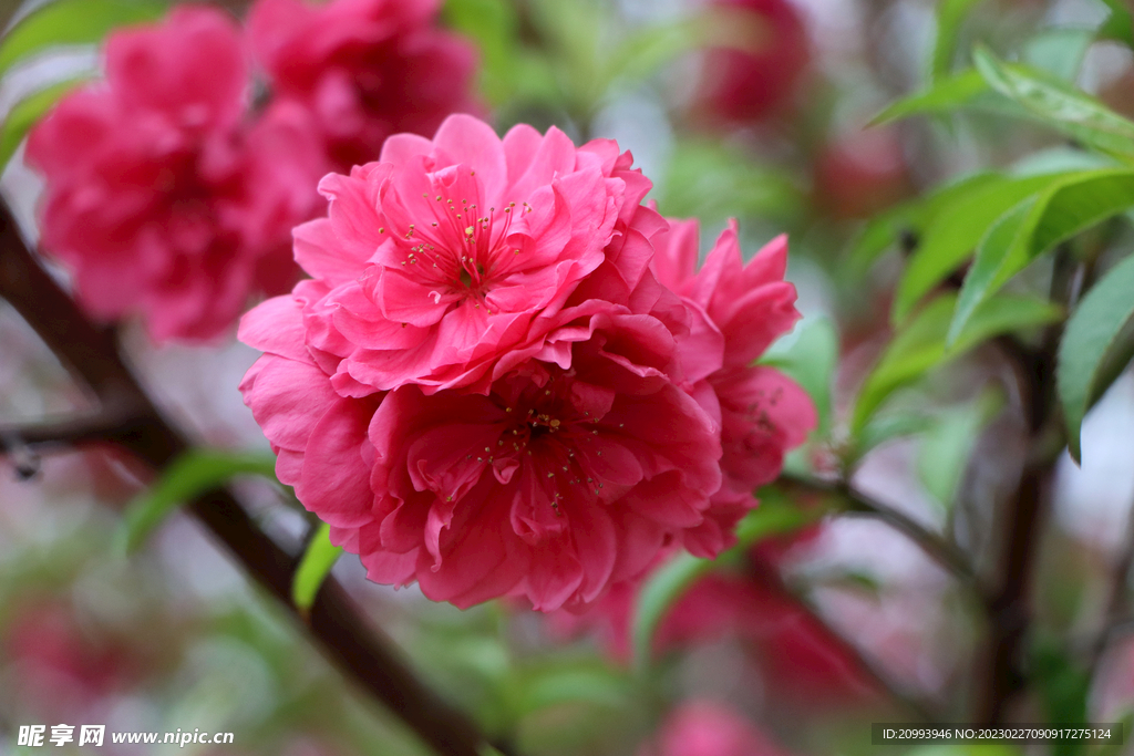 桃花