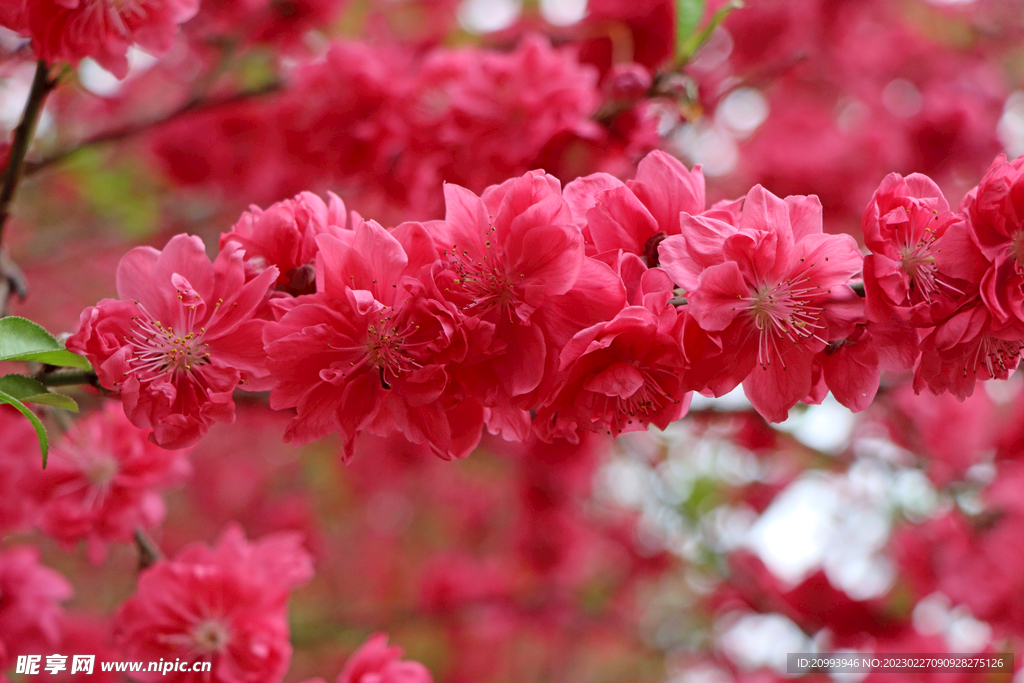 桃花