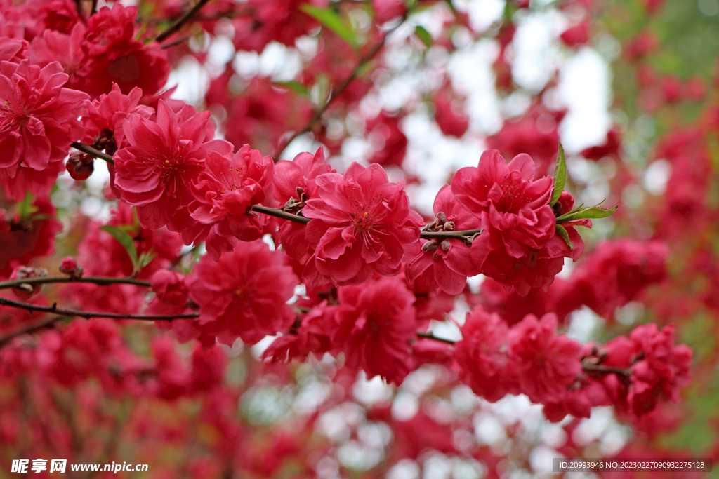 桃花