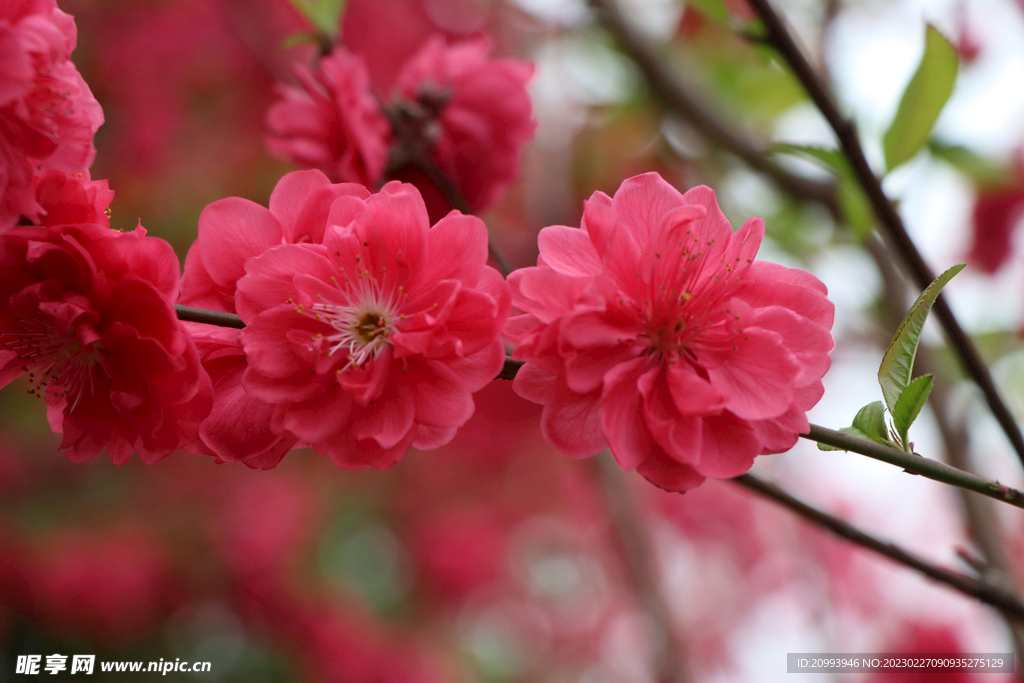 桃花