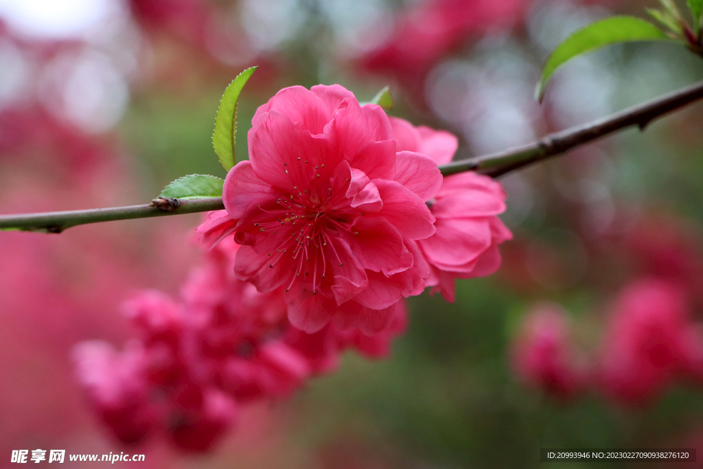 桃花