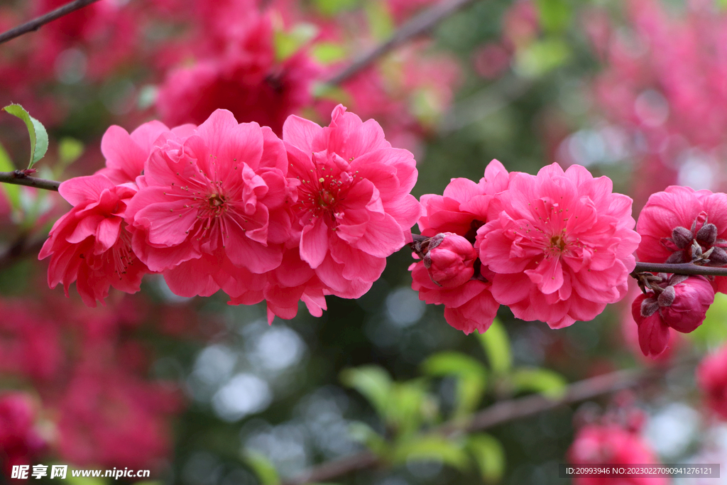 桃花
