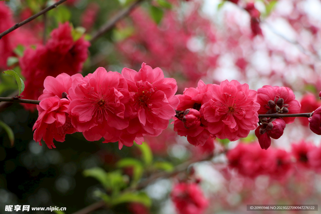 桃花