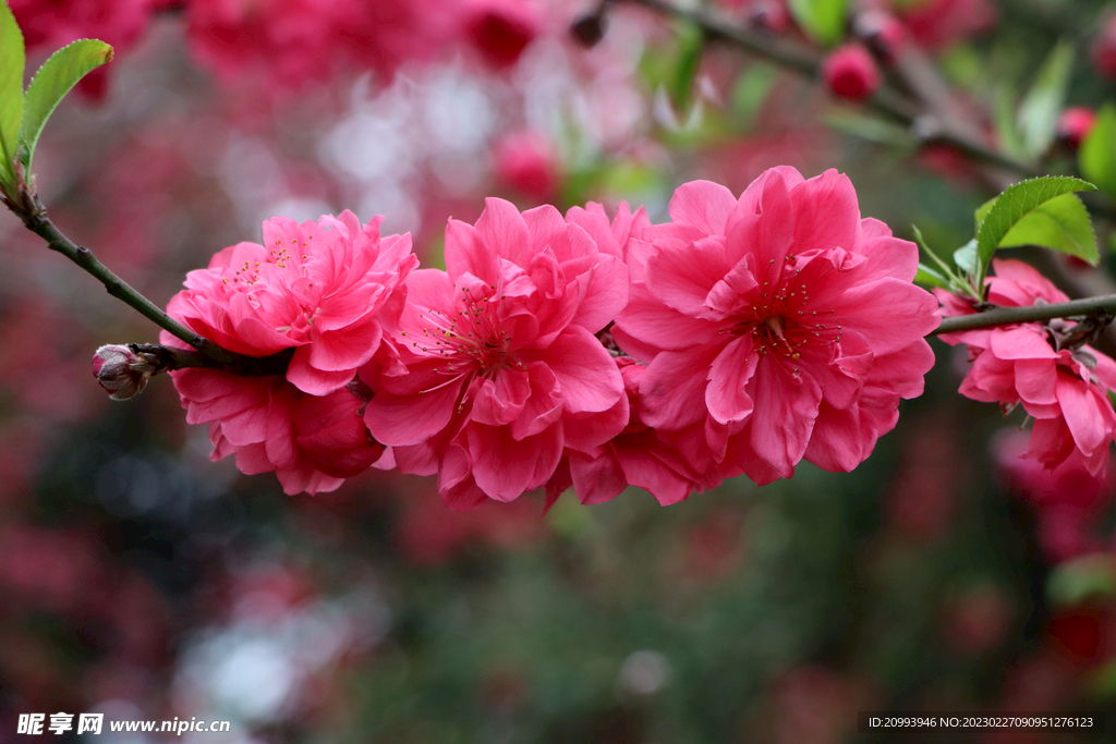 桃花