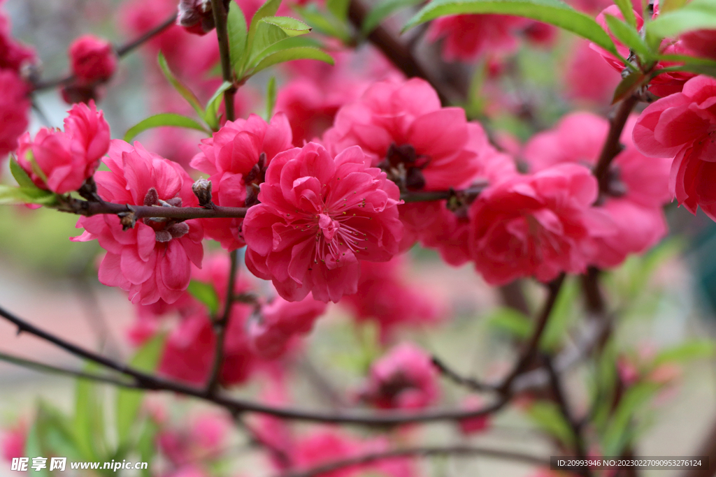 桃花